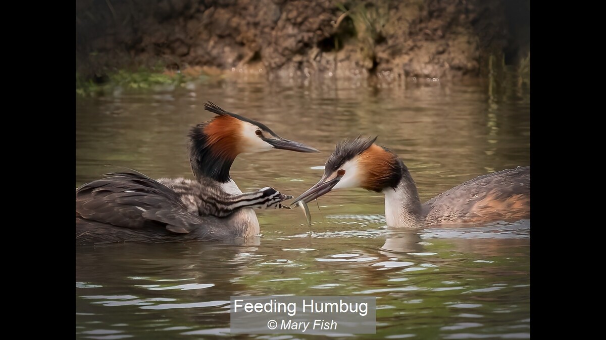 Feeding Humbug